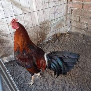 Meet your Posher, Leonardo